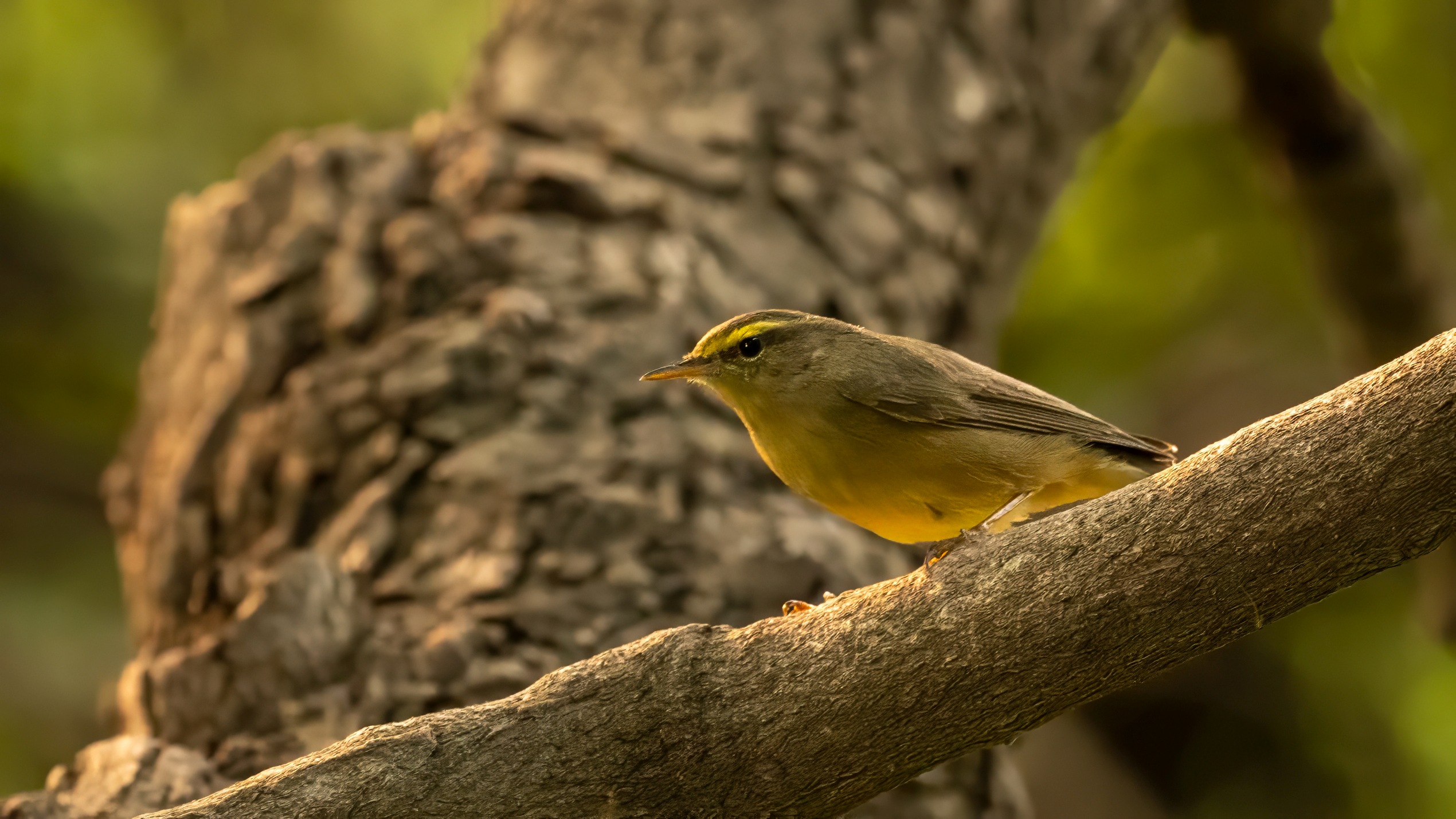Sulphur-bellied Warbler